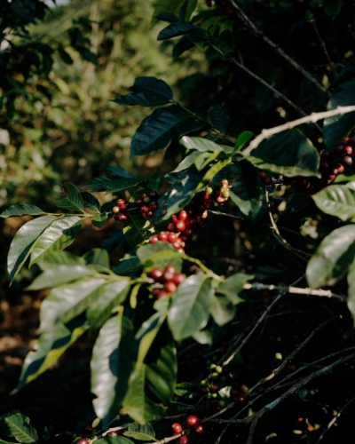 COLOMBIA RODRIGO SANCHEZ MONTEBLANCO PASSION FRUIT WASHED resmi