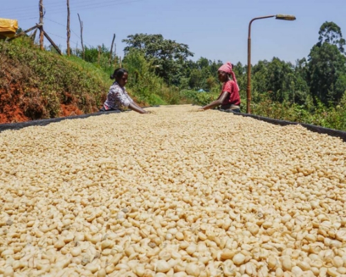 COLOMBIA RODRIGO SANCHEZ MONTEBLANCO PASSION FRUIT WASHED resmi