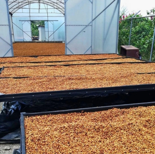 COSTARICA EL MANGO resmi