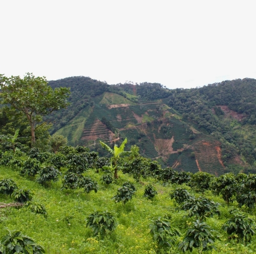 COSTARICA EL MANGO resmi