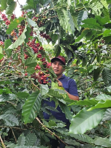 COLOMBIA RODRIGO SANCHEZ NECTAR CITRULLUS  resmi