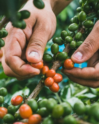 COLOMBIA RODRIGO SANCHEZ LA LOMA resmi