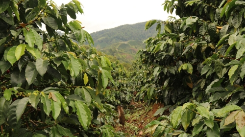 COLOMBIA RODRIGO SANCHEZ LA LOMA resmi