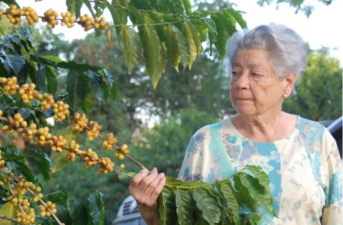 FAZENDA SERTAO YELLOW BOURBON resmi