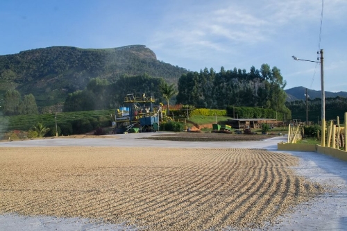 FAZENDA SERTAO YELLOW BOURBON resmi