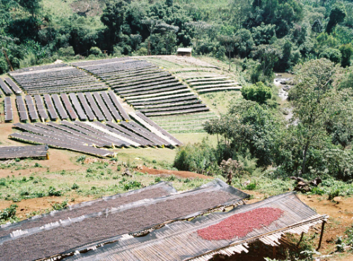 ETHIOPIA  GARA AGENA  MICROLOT  resmi