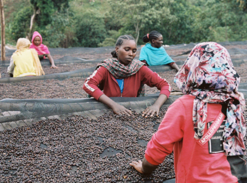 ETHIOPIA  GARA AGENA  MICROLOT  resmi