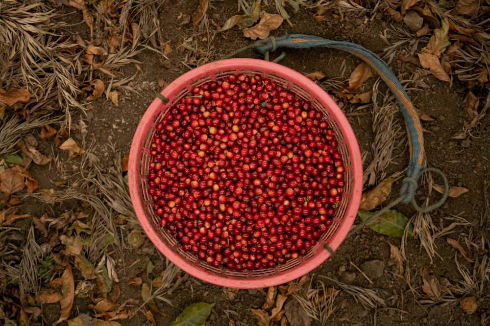 LALESA RED HONEY  resmi