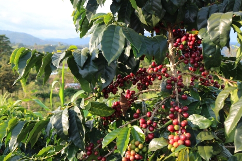 COLOMBIA TOLIMA ELIAS BAYTER & EL VERGEL  resmi