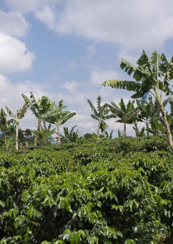 COLOMBIA JULIO CESAR MADRID / NITRO WASHED