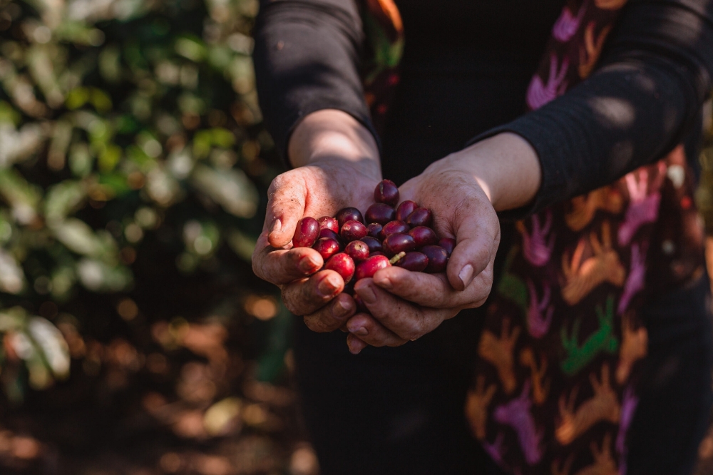 BREZILYA - SANTUARIO SUL GEISHA resmi