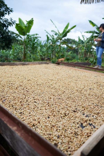 COLOMBIA RODRIGO SANCHEZ CARBONIC MACERATION